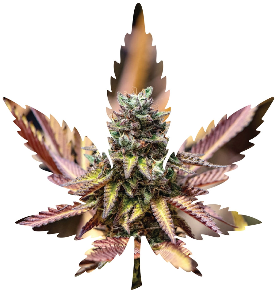 Indica Leaf Shape Puzzle: Nick Johnson “Gelato Cake” 10″ x 11″ 69 Piece 1/4 Inch thick Maple Wood Jigsaw Puzzle