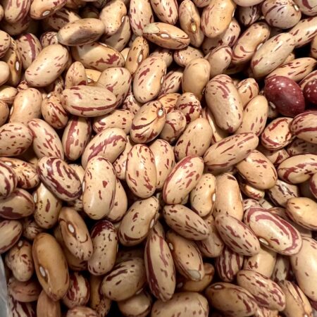 Ripkitty Cranberry Bean Seeds - High-Yield Non-GMO Spotted Legume