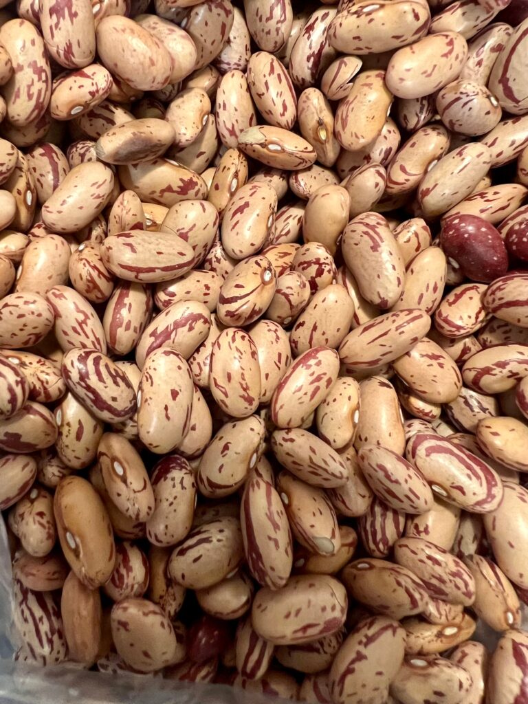 Ripkitty Cranberry Bean Seeds – High-Yield Non-GMO Spotted Legume