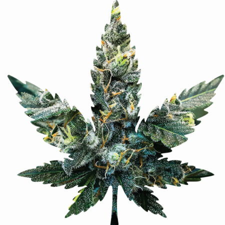Indica Leaf Shape Puzzle: Sport Farmer "Witches Fuel" 10" x 11" 69 Piece 1/4 Inch thick Maple Wood Jigsaw