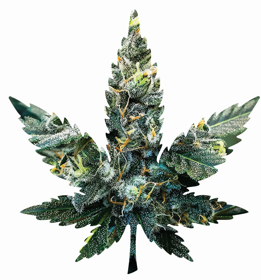 Indica Leaf Shape Puzzle: Sport Farmer “Witches Fuel” 10″ x 11″ 69 Piece 1/4 Inch thick Maple Wood Jigsaw