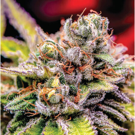 Indica Puzzle: Nick Johnson “Colins Mandarin Temple" 8.1" x 10.81" 130 Piece
