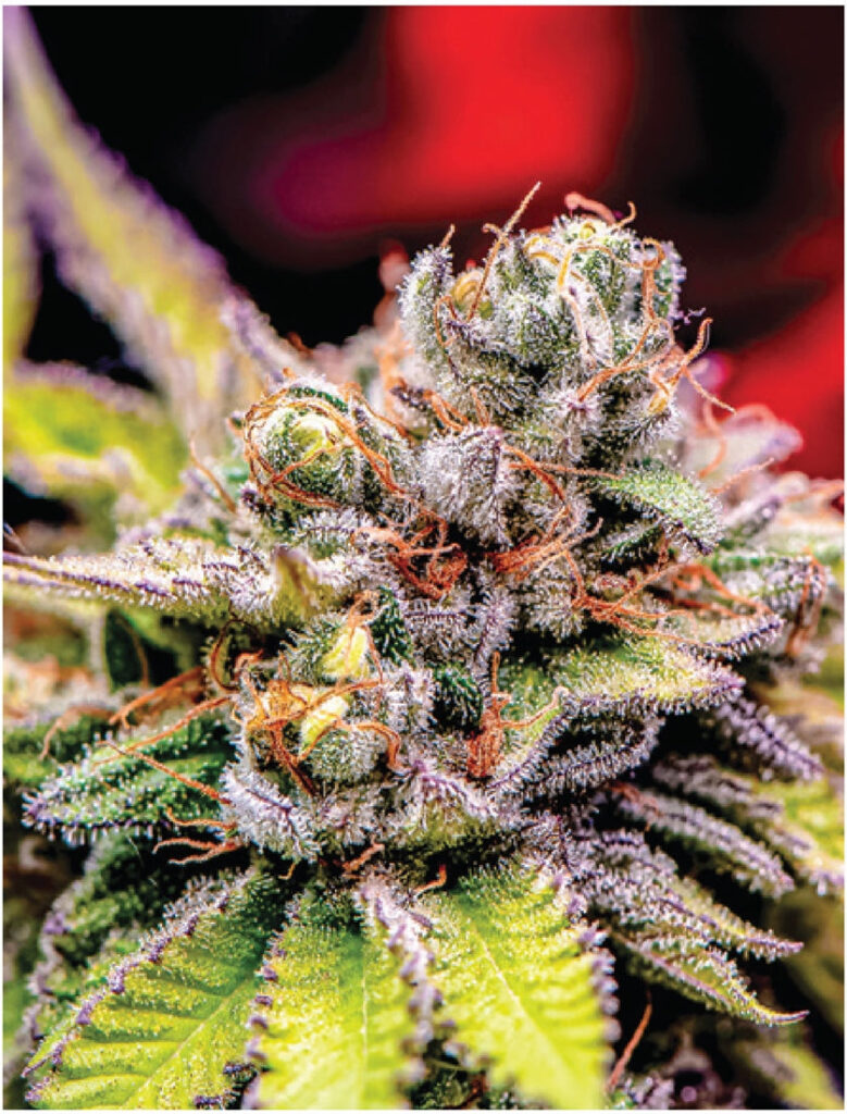 Indica Puzzle: Nick Johnson “Colins Mandarin Temple” 8.1″ x 10.81″ 130 Piece