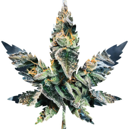 Indica Leaf Shape Puzzle: Sport Farmer "Gary GNU" 10" x 11" 69 Piece 1/4 Inch thick Maple Wood Jigsaw Puzzle