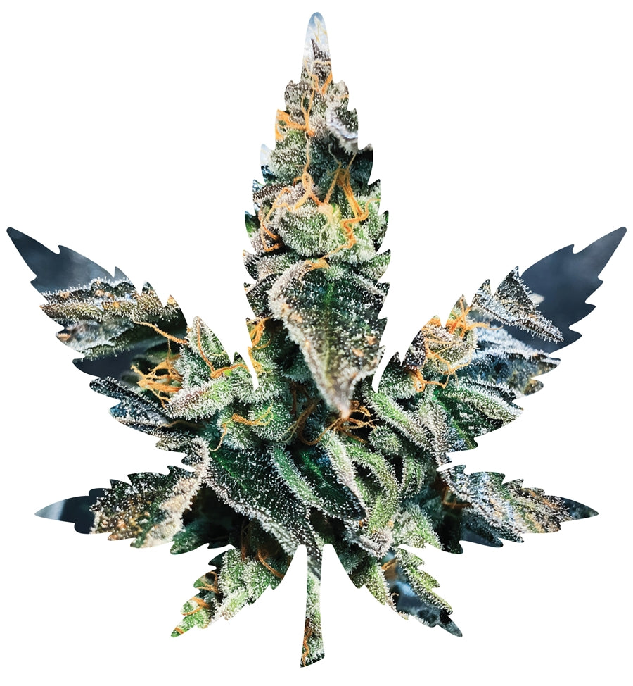 Indica Leaf Shape Puzzle: Sport Farmer “Gary GNU” 10″ x 11″ 69 Piece 1/4 Inch thick Maple Wood Jigsaw Puzzle