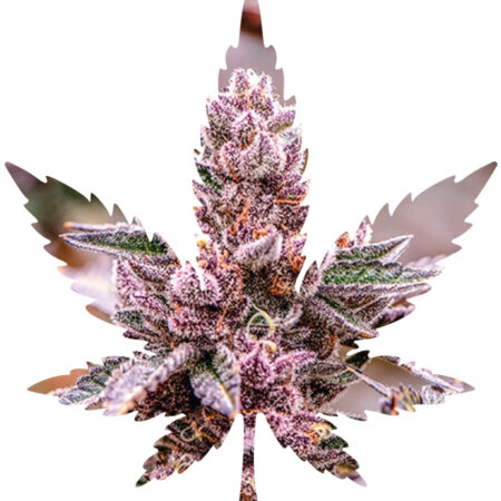Indica Leaf Shape Puzzle: Nick Johnson “Tropicana Cookies" 10" x 11" 69 Piece 1/4 Inch thick Maple Wood Jigsaw Puzzle