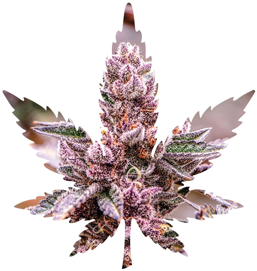 Indica Leaf Shape Puzzle: Nick Johnson “Tropicana Cookies” 10″ x 11″ 69 Piece 1/4 Inch thick Maple Wood Jigsaw Puzzle