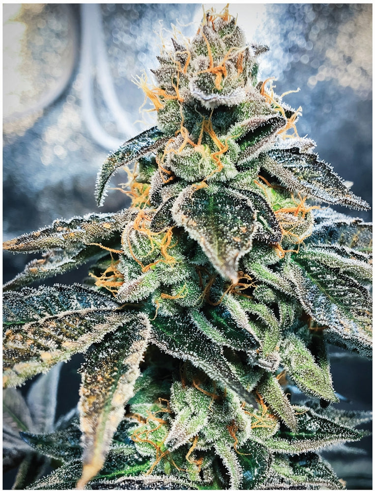 Indica Puzzles: Sport Farmer “Gary GNU” 8.1″ x 10.81″ 130 Piece 1/4 Inch thick Maple Wood Jigsaw Puzzle