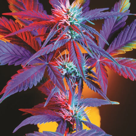 Indica Puzzles “Prism Dream" 6.1" x 8.1" 85 Piece 1/4 Inch thick Maple Wood Jigsaw Puzzle