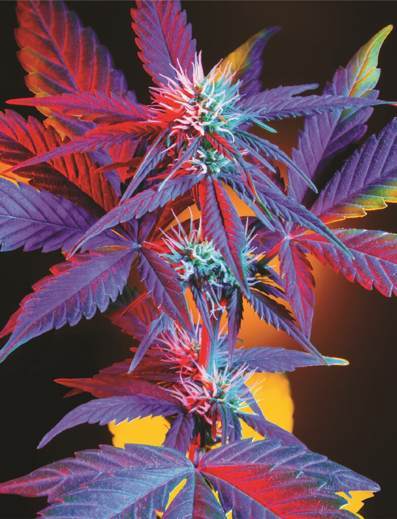 Indica Puzzles “Prism Dream” 6.1″ x 8.1″ 85 Piece 1/4 Inch thick Maple Wood Jigsaw Puzzle