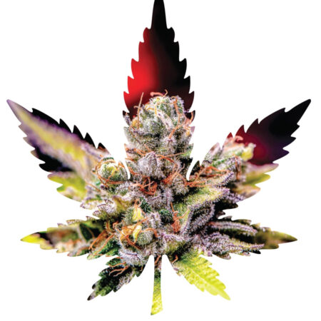 Indica Leaf Shape Puzzle: Nick Johnson “Colins Mandarin Temple" 10" x 11" 69 Piece 1/4 Inch thick Maple Wood Jigsaw Puzzle