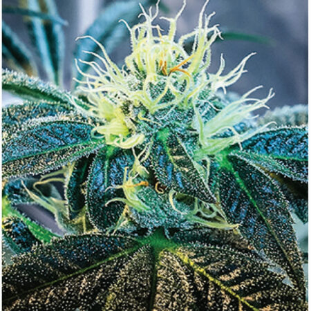 Indica Puzzles: Sport Farmer “Gary GNU II” 8.1" x 10.81" 130 Piece 1/4 Inch thick Maple Wood Jigsaw Puzzle