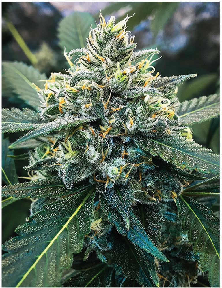 Indica Puzzles: Sport Farmer “Witches Fuel” 8.1″ x 10.81″ 130 Piece 1/4 Inch thick Maple Wood Jigsaw Puzzle