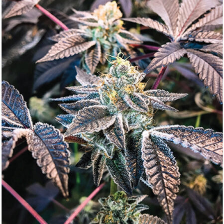 Indica Puzzles: Sport Farmer “Grape Licorice Cookies” 8.1″ x 10.81″ 130 Piece 1/4 Inch thick Maple Wood Jigsaw Puzzle