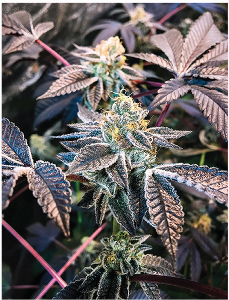 Indica Puzzles: Sport Farmer “Grape Licorice Cookies” 8.1″ x 10.81″ 130 Piece 1/4 Inch thick Maple Wood Jigsaw Puzzle