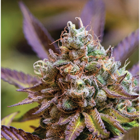 Indica Puzzle: Nick Johnson “Gelato Cake II" 8.1" x 10.81" 130 Piece 1/4 Inch thick Maple Wood Jigsaw Puzzle