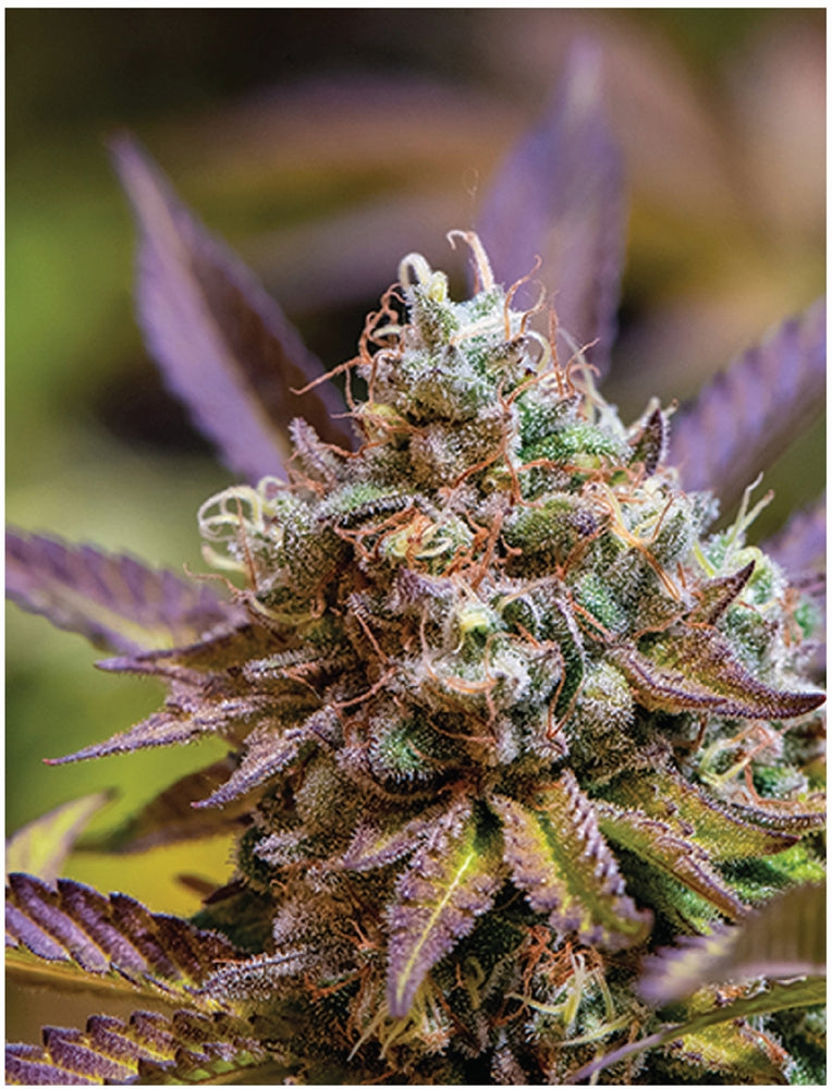 Indica Puzzle: Nick Johnson “Gelato Cake II” 8.1″ x 10.81″ 130 Piece 1/4 Inch thick Maple Wood Jigsaw Puzzle